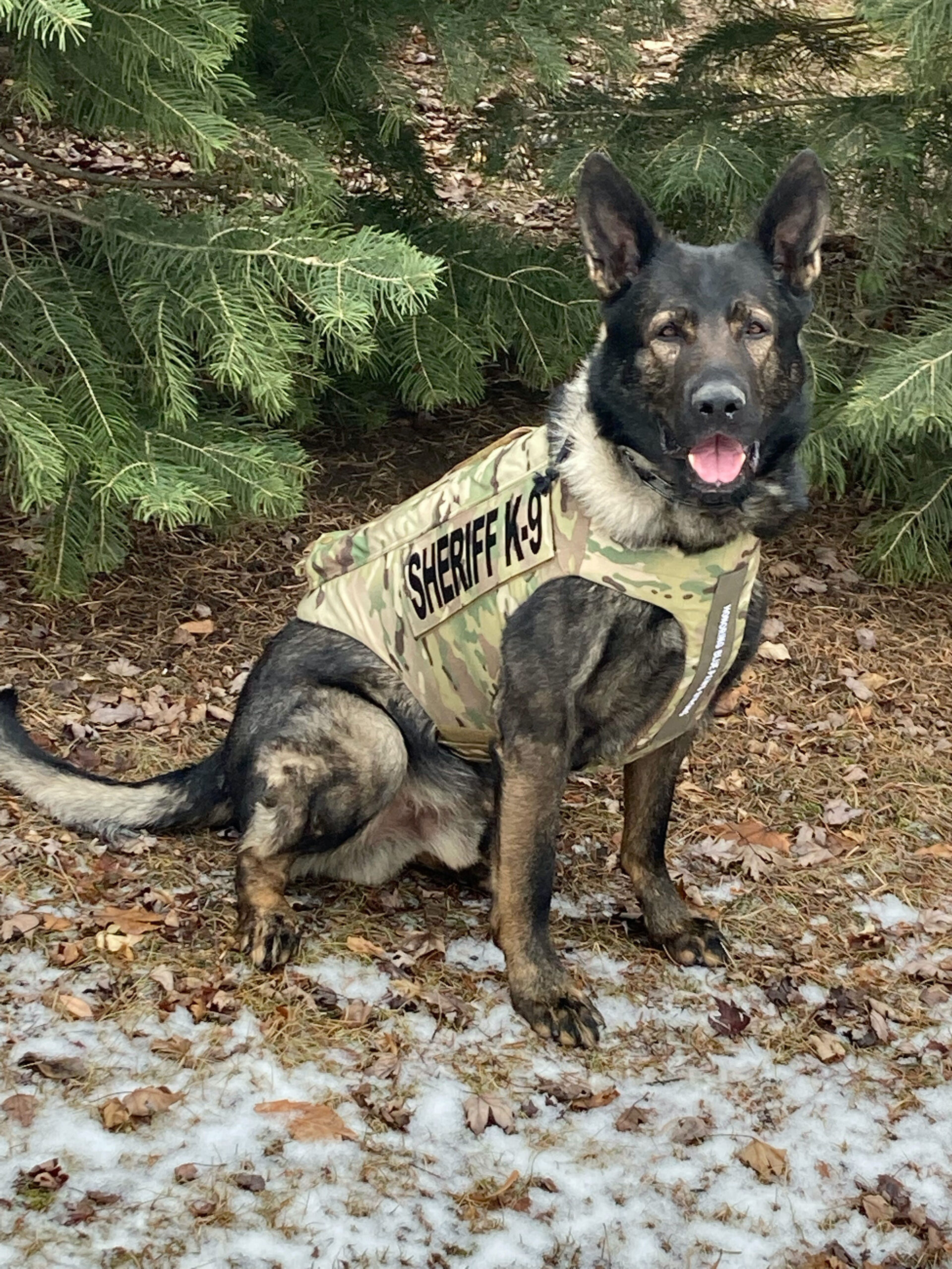 K-9 Dax (SOURCE: Lake County Sheriff's Office)