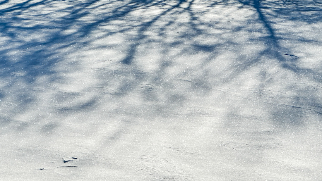 Sunrise filters through with tree branch shadows on newly fallen snow, Sunday morning, January 14, 2024 (CARDINAL NEWS)