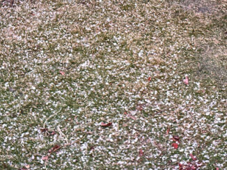 Pea-size hail in Arlington Heights at 7:45 p.m. Tuesday, February 27, 2024 (CARDINAL NEWS)