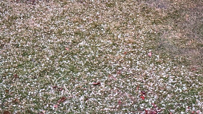 Pea-size hail in Arlington Heights at 7:45 p.m. Tuesday, February 27, 2024 (CARDINAL NEWS)