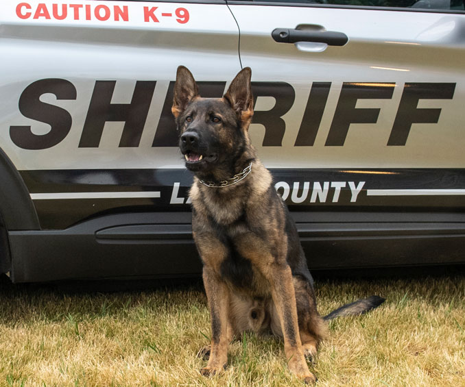 K-9 Loki (SOURCE: Lake County Sheriff's Office)