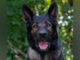 K-9 Dax (SOURCE: Lake County Sheriff's Office)