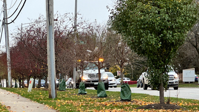 ComEd crews on Arlington Heights Road between Maude Avenue and Lynnwood Avenue after an underground power line was hit during property maintenance a few blocks away at a condo townhouse neighborhood on Douglas Court in Arlington Heights on Wednesday, November 20, 2024 (CARDINAL NEWS)