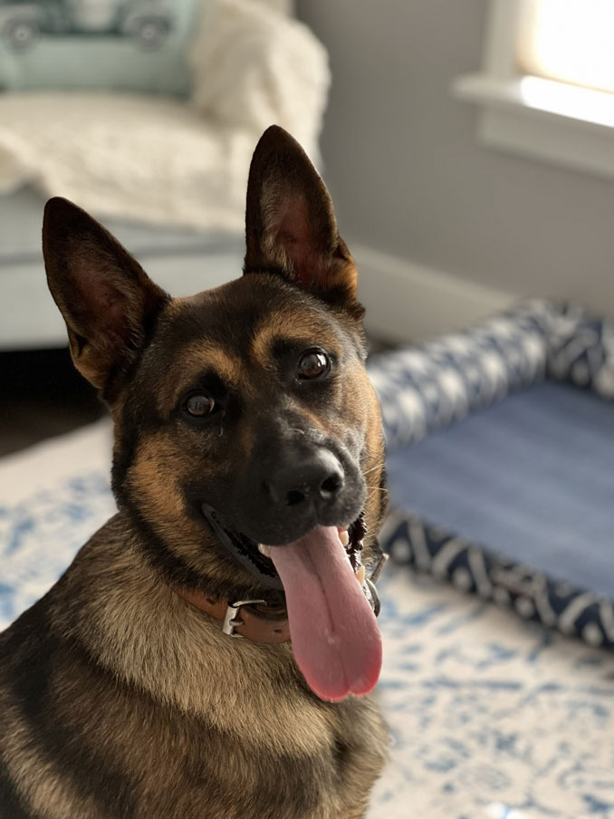 Lake County Sheriff's Office K-9 Zack (SOURCE: Lake County Sheriff's Office)