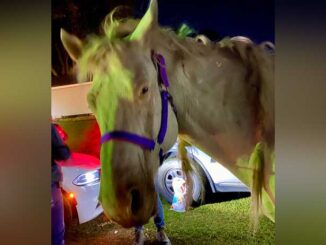 Stray horse found in Marengo on Thursday, October 9, 2025 (SOURCE: McHenry County Health Department).