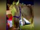 Stray horse found in Marengo on Thursday, October 9, 2025 (SOURCE: McHenry County Health Department).