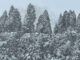 Snow Wednesday morning at 7:40 a.m., January 14, 2026 (CARDINAL NEWS)