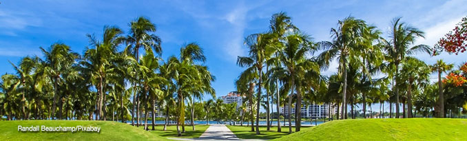 Miami Palm Trees Pixabay (Randall Beauchamp/Pixabay)