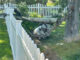 One of two old backyard utility poles that collapsed in backyards in the block of 700 North Douglas Avenue in Arlington Heights Tuesday afternoon, July 14, 2026 (CARDINAL NEWS)